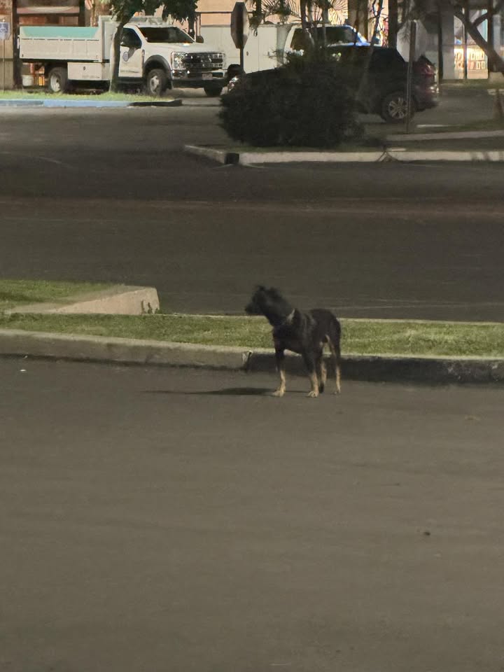 ANIMAL SIGHTING - Waipahu Shopping Center, Waipahu, Oahu | Stolen Stuff Hawaii