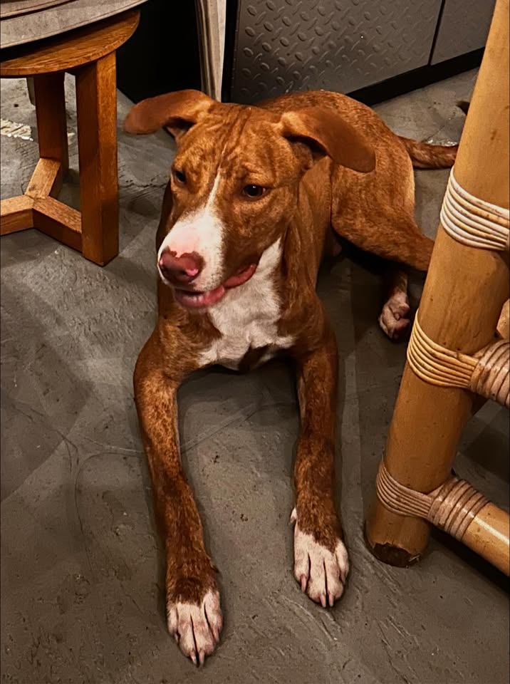 FOUND PET - Waipio seaview area, Hawaii | Stolen Stuff Hawaii