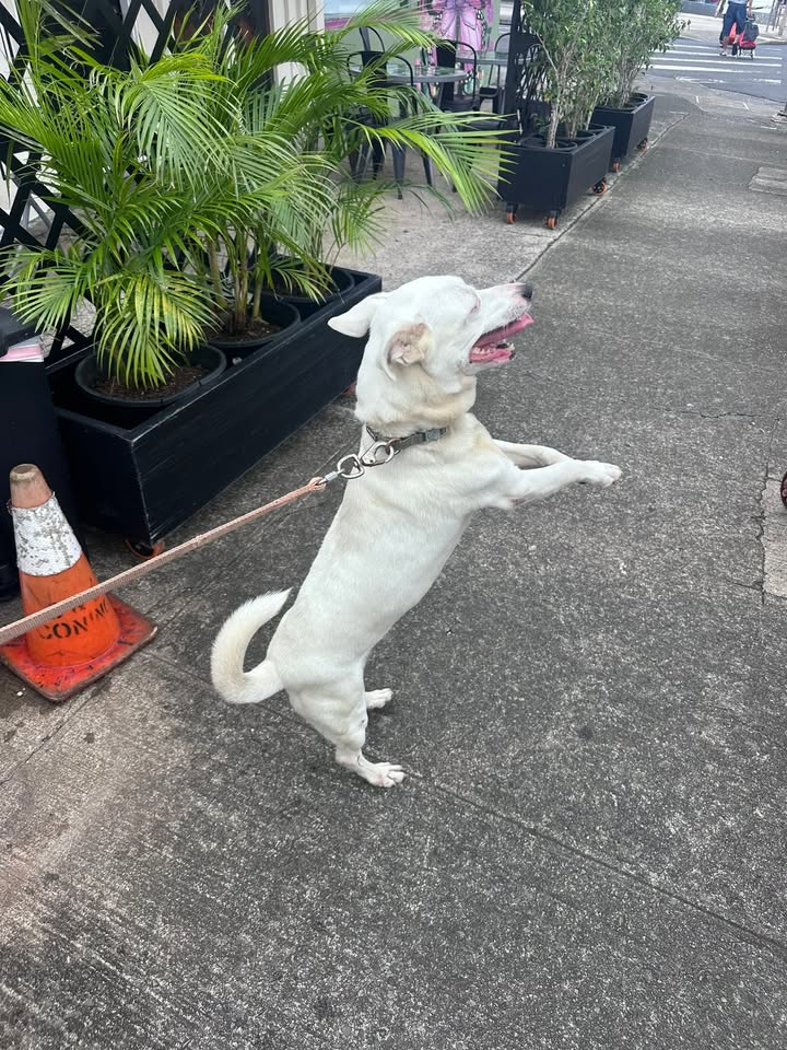 FOUND PET - Liliha and N Kuakini Street, Conversations Cafe, Honolulu | Stolen Stuff Hawaii