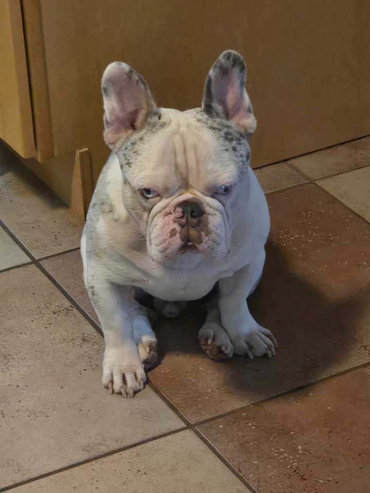 LOST PET - Waipahu, Oahu | Stolen Stuff Hawaii