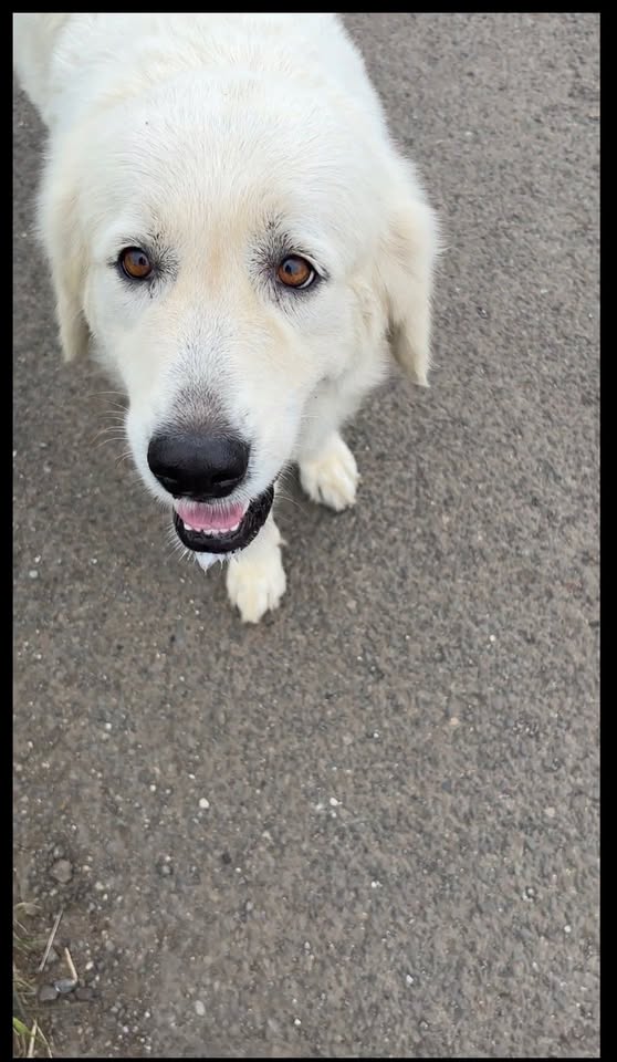 FOUND PET - Hīhīmanu Street, Waimanalo | Stolen Stuff Hawaii