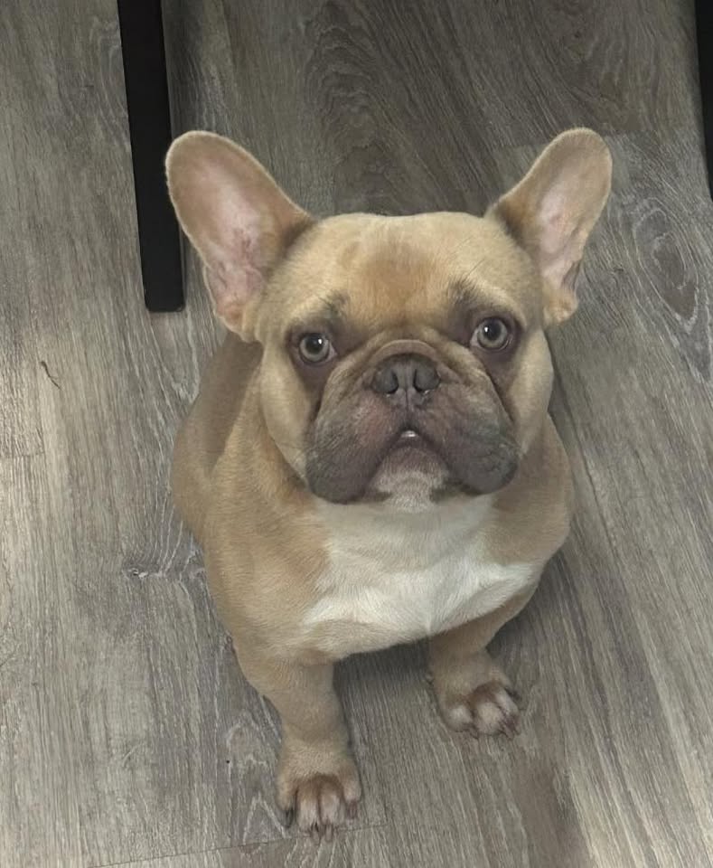LOST PET - Kalihi, Honolulu, Oahu | Stolen Stuff Hawaii