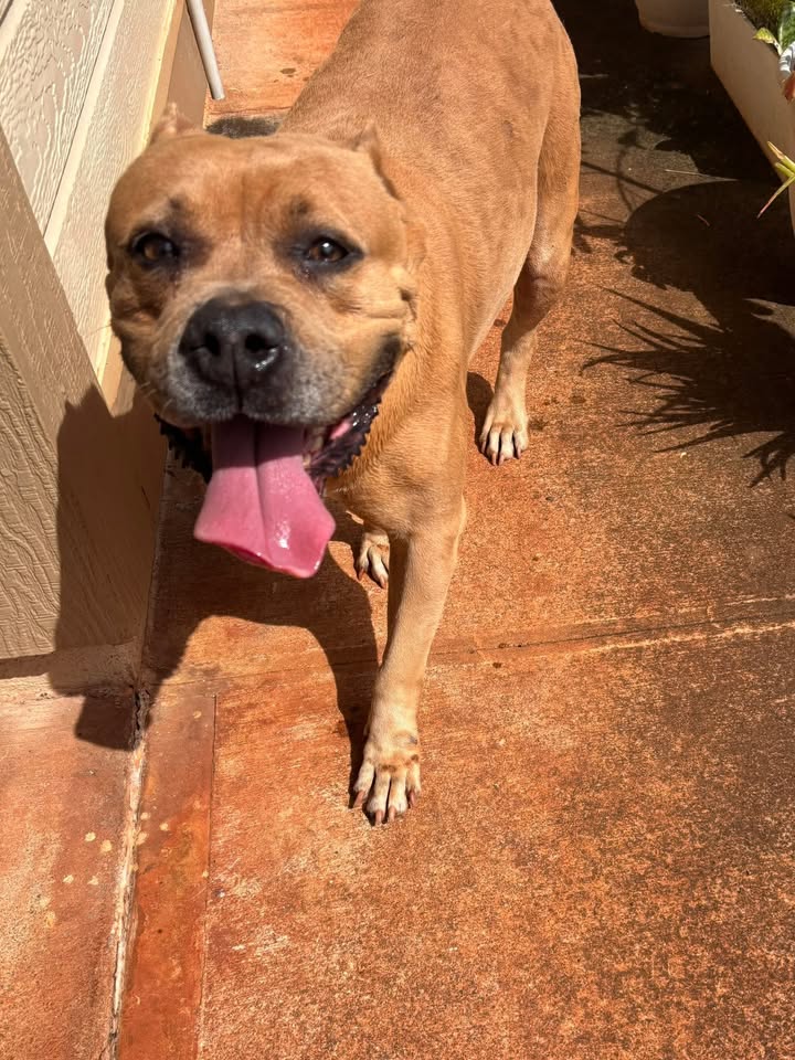 FOUND PET - Royal Kunia/Village Park area, Oahu | Stolen Stuff Hawaii