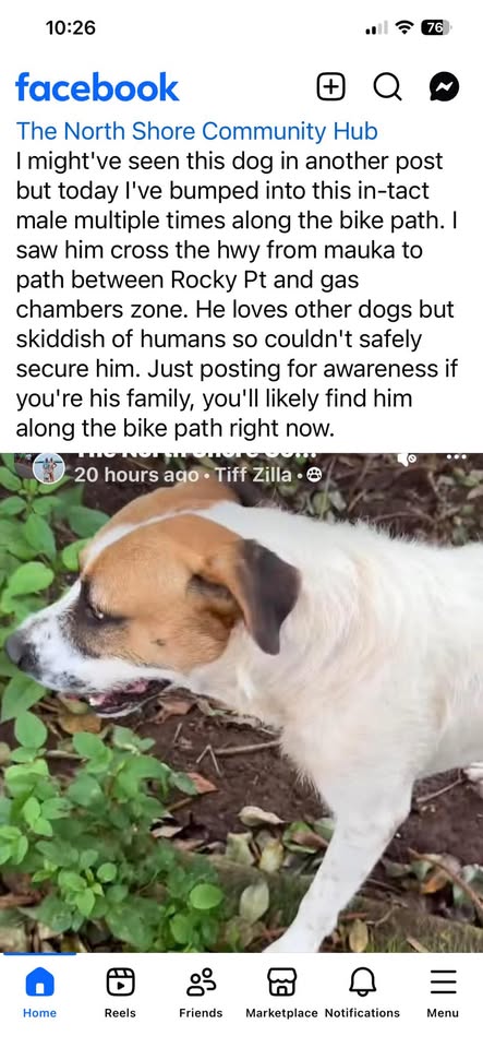 ANIMAL SIGHTING - North Shore, Oahu | Stolen Stuff Hawaii