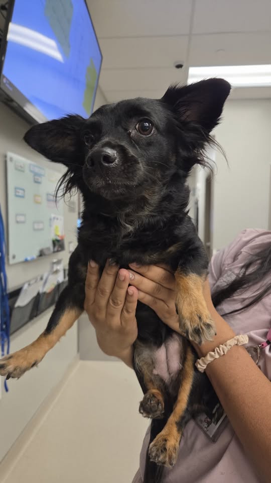 FOUND PET - Mauna Kea Marketplace, VERC, Hawaii | Stolen Stuff Hawaii