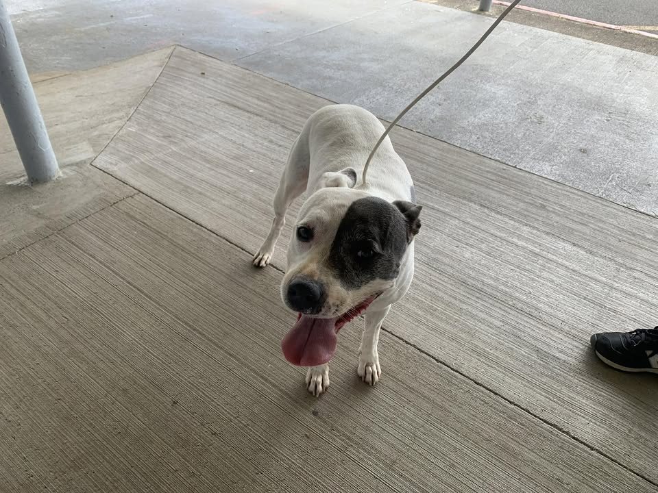 FOUND PET - Kapunahala Elementary School, Kaneohe, Oahu | Stolen Stuff Hawaii