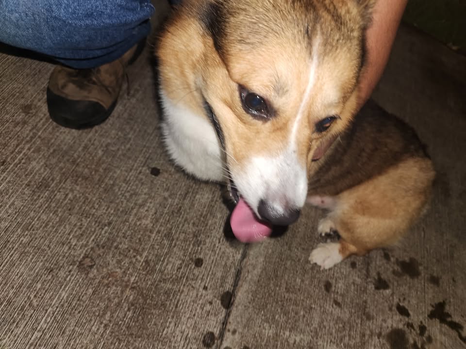 FOUND PET - Koa Ridge Community, Pearl City, Oahu | Stolen Stuff Hawaii