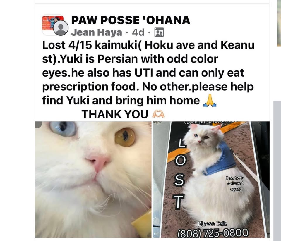 LOST PET - Unknown | Stolen Stuff Hawaii