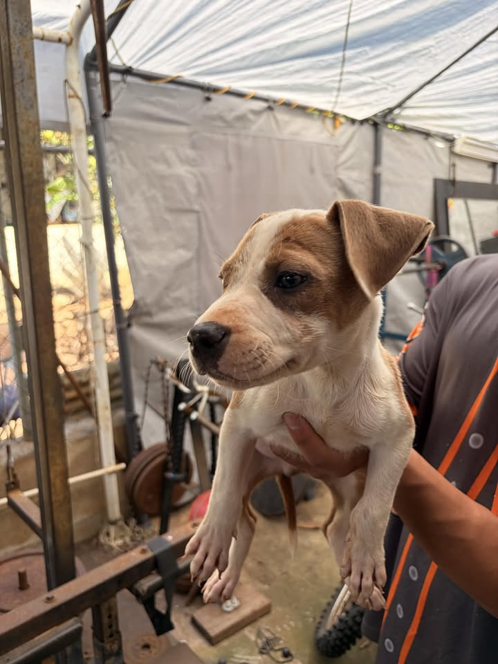 LOST PET - Unknown | Stolen Stuff Hawaii