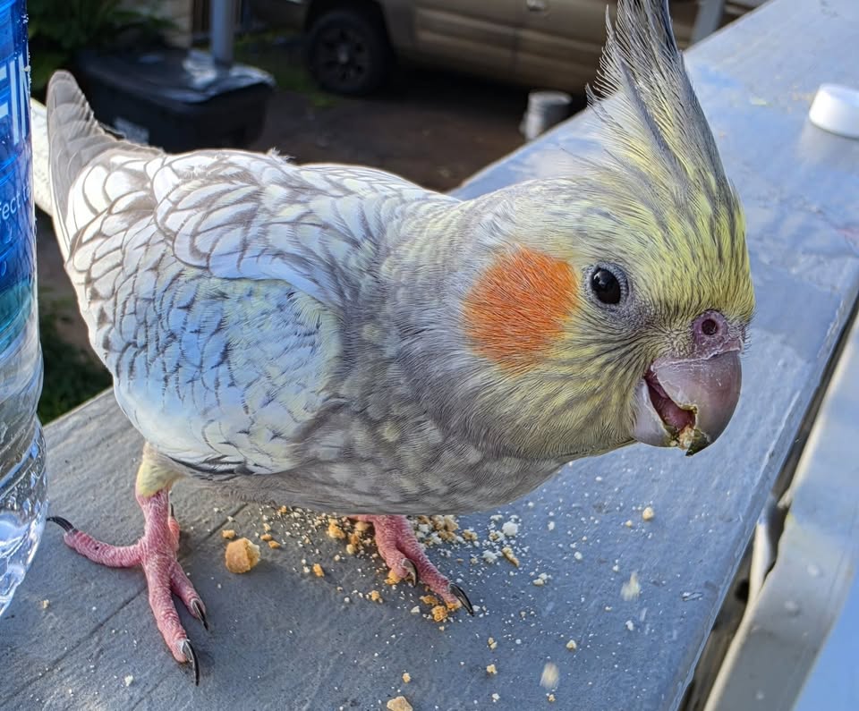 FOUND PET - Honokai Hale | Stolen Stuff Hawaii
