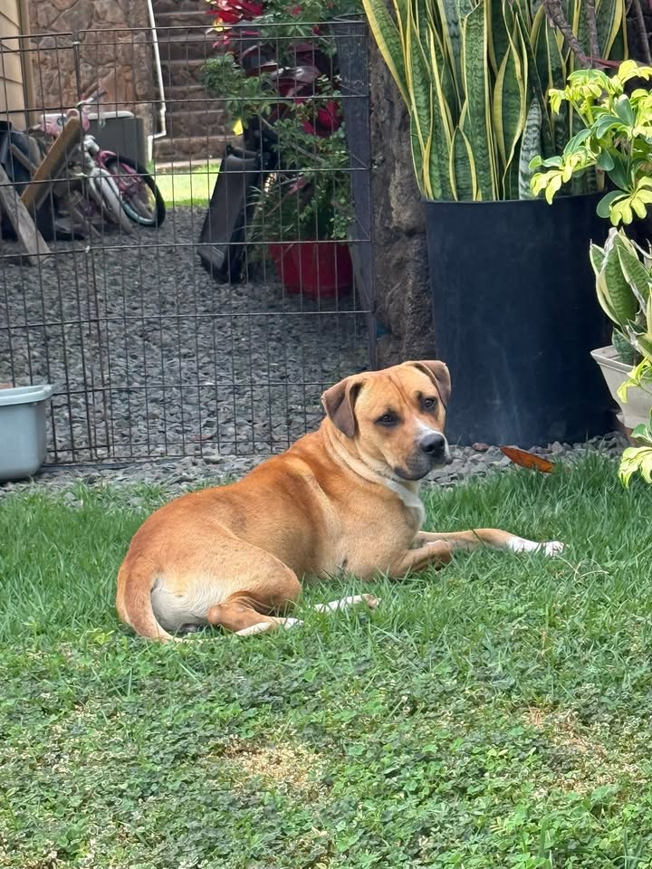 ANIMAL SIGHTING - Renaissance Waipahu, Hahana Place, Waipahu | Stolen Stuff Hawaii