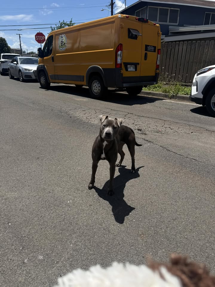 ANIMAL SIGHTING - Pahemo Street, Aiea, Oahu | Stolen Stuff Hawaii