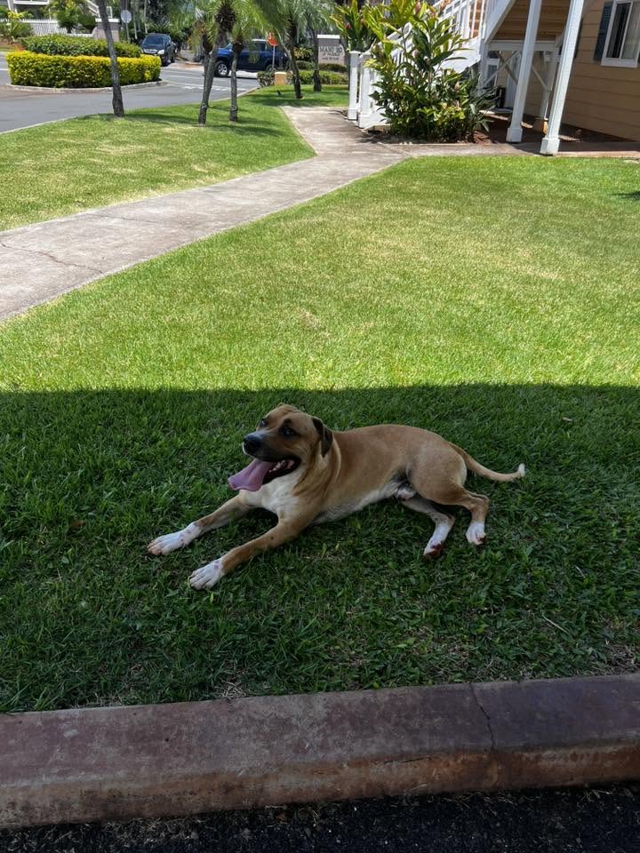 FOUND PET - Waikele apartments, Oahu | Stolen Stuff Hawaii