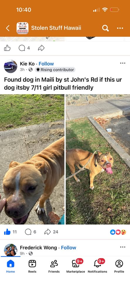 LOST PET - Maili 7/11 | Stolen Stuff Hawaii