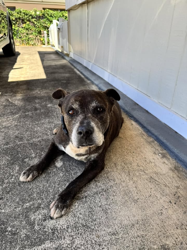 FOUND PET - Kapiolani Street, Honolulu, Oahu | Stolen Stuff Hawaii