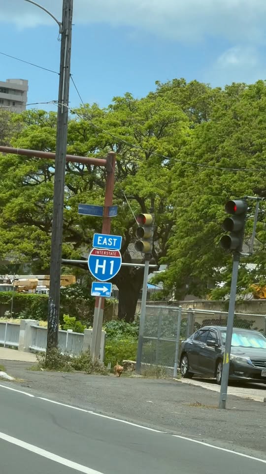 FOUND PET - Kaimuki High School, Honolulu, Oahu | Stolen Stuff Hawaii