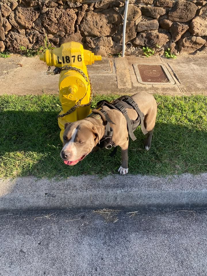 FOUND PET - Mokiawe Street, NO_SPECIFIC_LOCATION | Stolen Stuff Hawaii