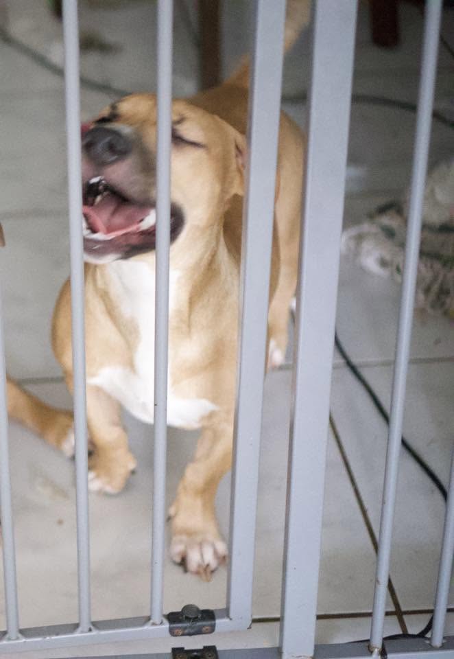 LOST PET - Kaimalolo Place, Kaneohe | Stolen Stuff Hawaii