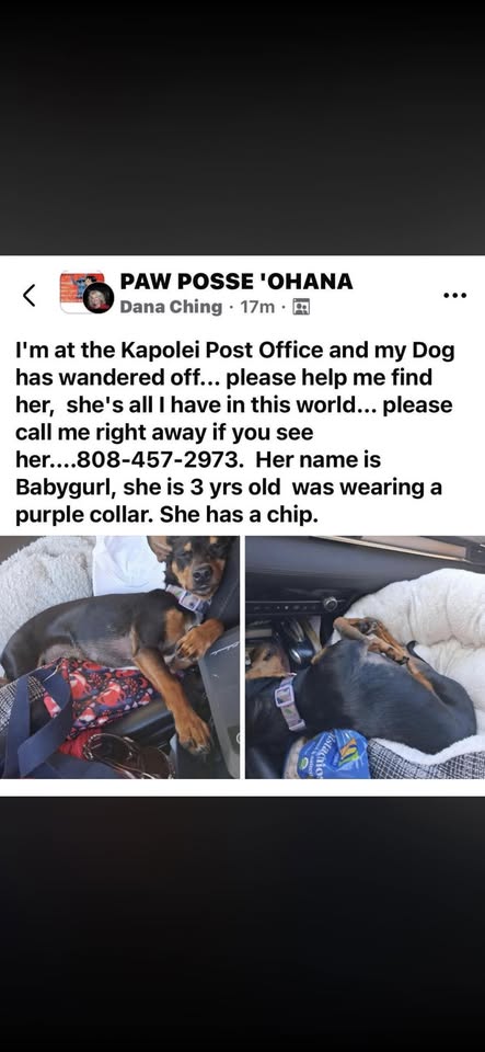 FOUND PET - Unknown | Stolen Stuff Hawaii