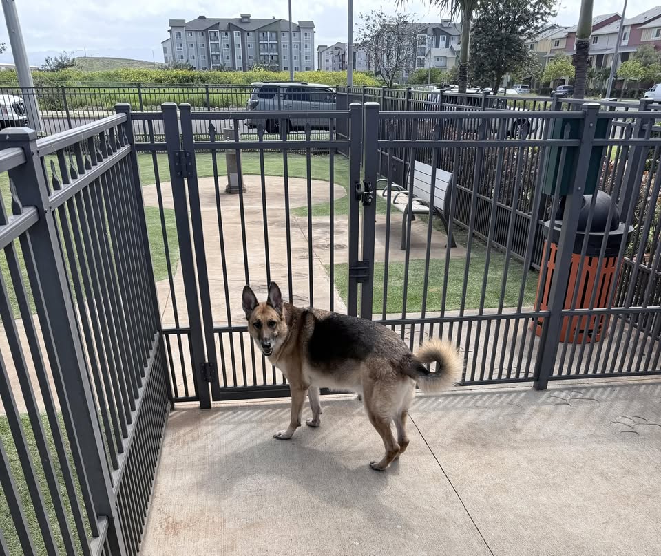 FOUND PET - Unknown | Stolen Stuff Hawaii
