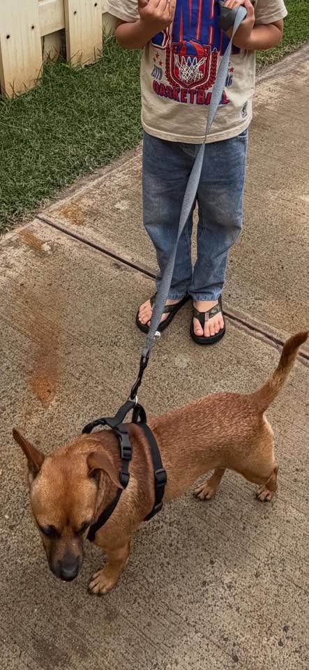 LOST PET - Kapolei area | Stolen Stuff Hawaii