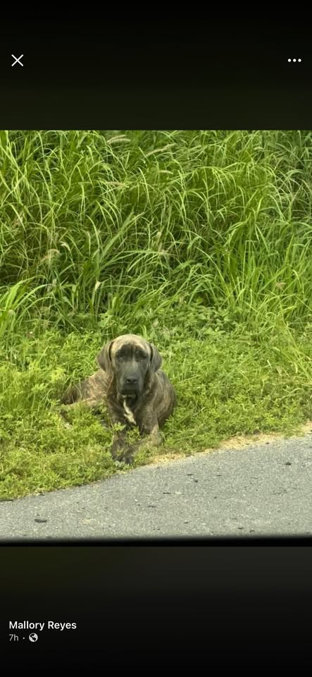 FOUND PET - White Plains, Hawaii | Stolen Stuff Hawaii