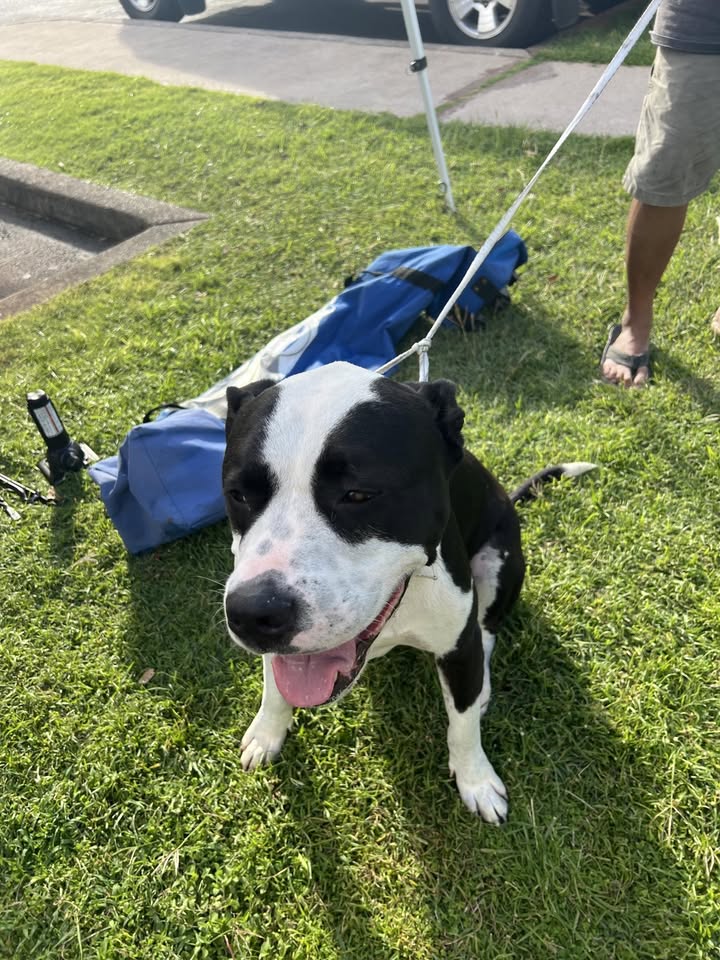 FOUND PET - Waipio Gentry | Stolen Stuff Hawaii