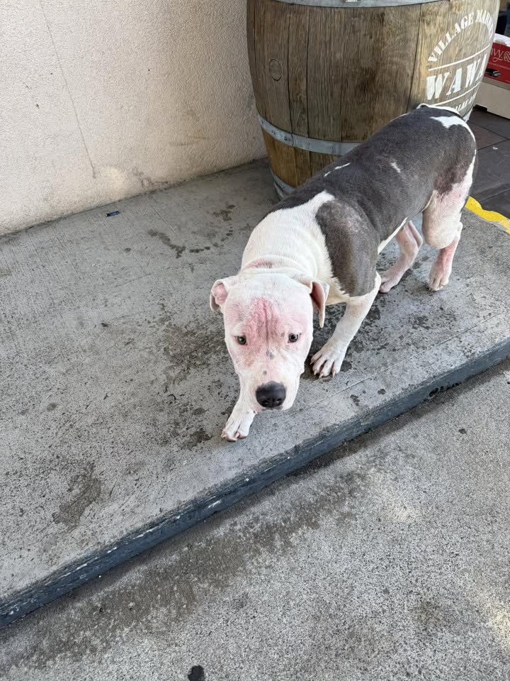 ANIMAL SIGHTING - Gas station across City Mill in Kaimuki | Stolen Stuff Hawaii