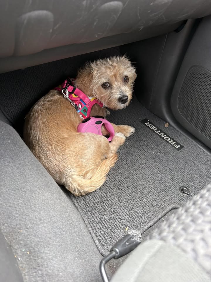 LOST PET - Ewa Beach Town Center, Ewa Beach, Oahu | Stolen Stuff Hawaii