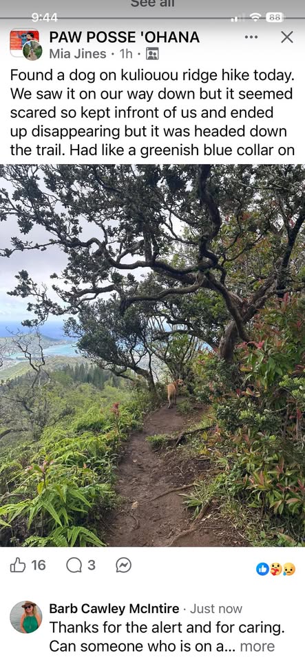 ANIMAL SIGHTING - Kuliouou Ridge Hike, Honolulu, Oahu | Stolen Stuff Hawaii