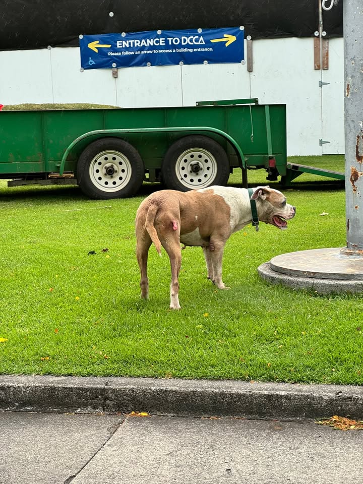 ANIMAL SIGHTING - Iolani Palace, Honolulu, Oahu | Stolen Stuff Hawaii