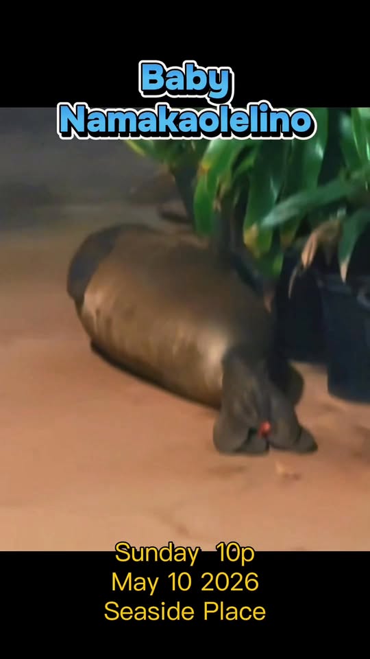 ANIMAL SIGHTING - Unknown | Stolen Stuff Hawaii