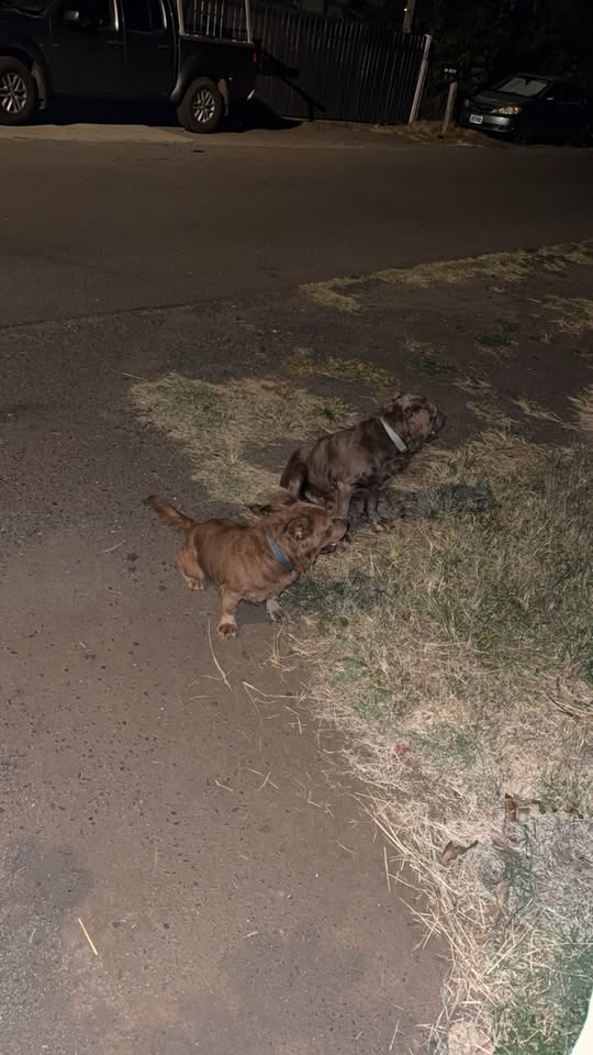 FOUND PET - Unknown | Stolen Stuff Hawaii