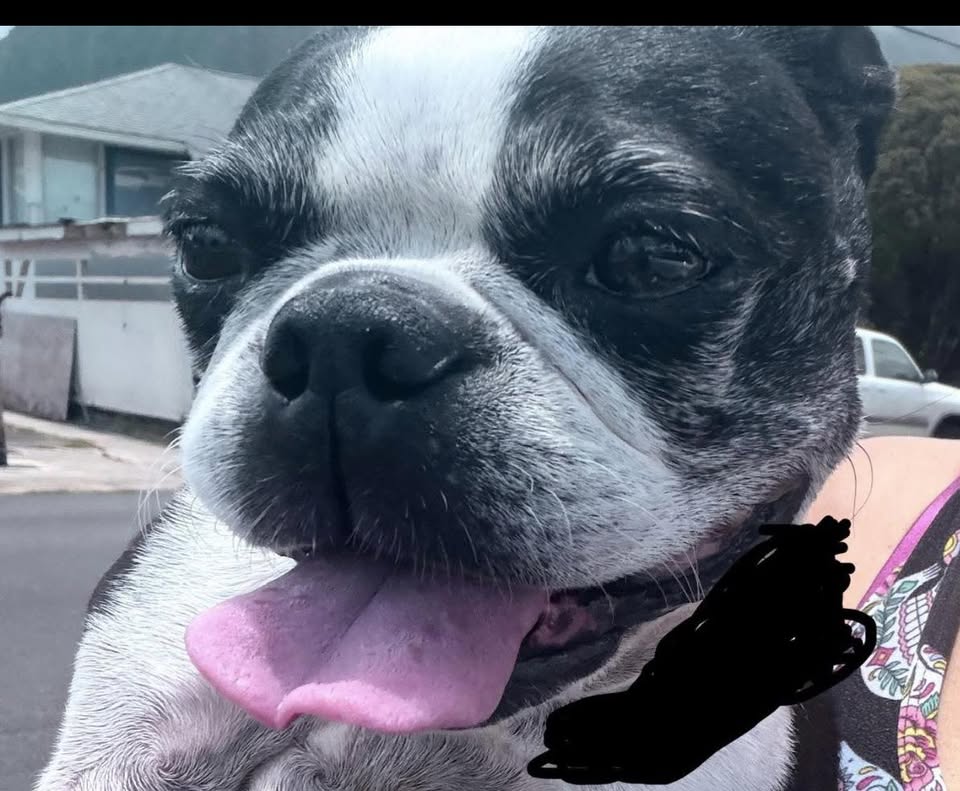 FOUND PET - Unknown | Stolen Stuff Hawaii