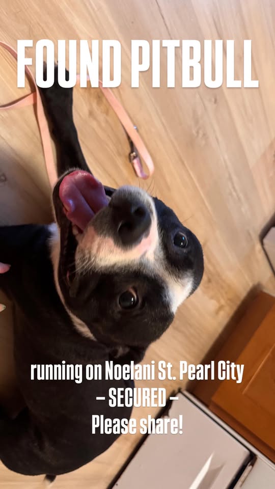FOUND PET - VCA Pearl City, Pearl City, Oahu | Stolen Stuff Hawaii