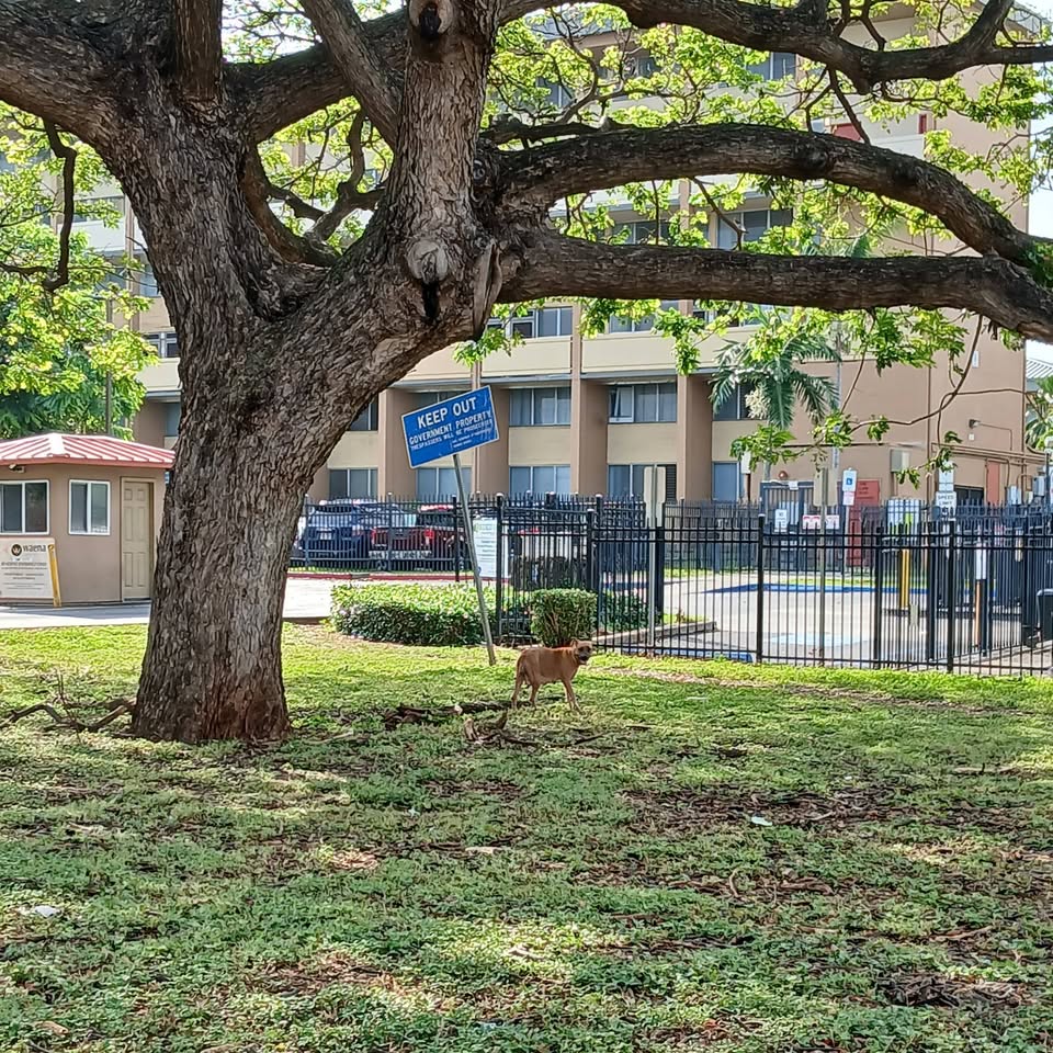 ANIMAL SIGHTING - Waena, Kukui Gardens, Honolulu | Stolen Stuff Hawaii