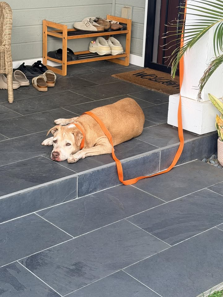 FOUND PET - Unknown | Stolen Stuff Hawaii