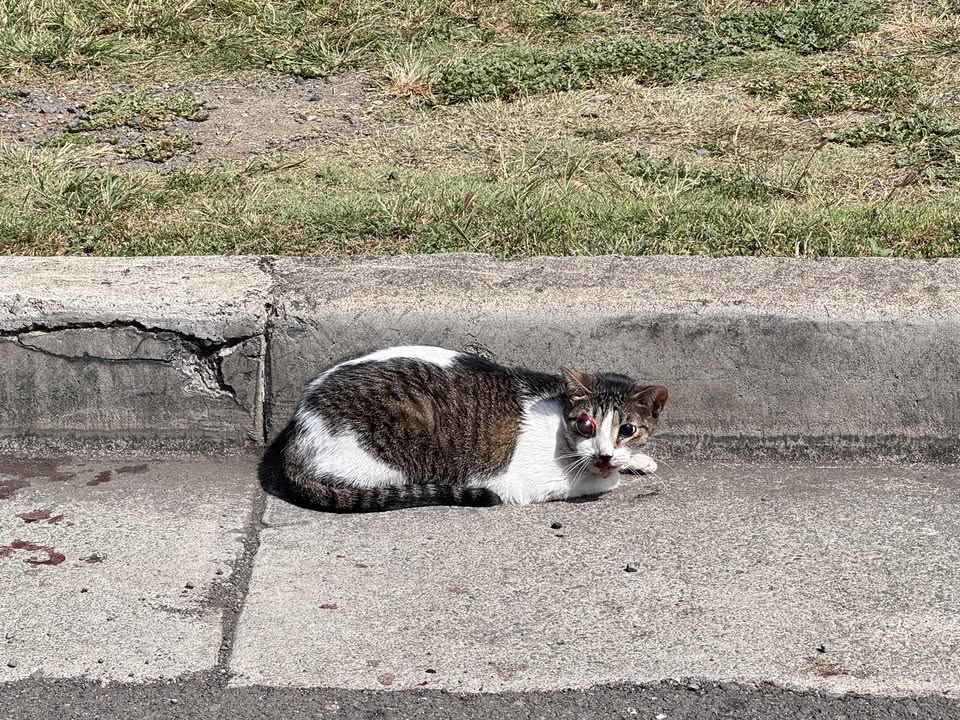 FOUND PET - 1119 Gulick Avenue, Honolulu, Oahu | Stolen Stuff Hawaii