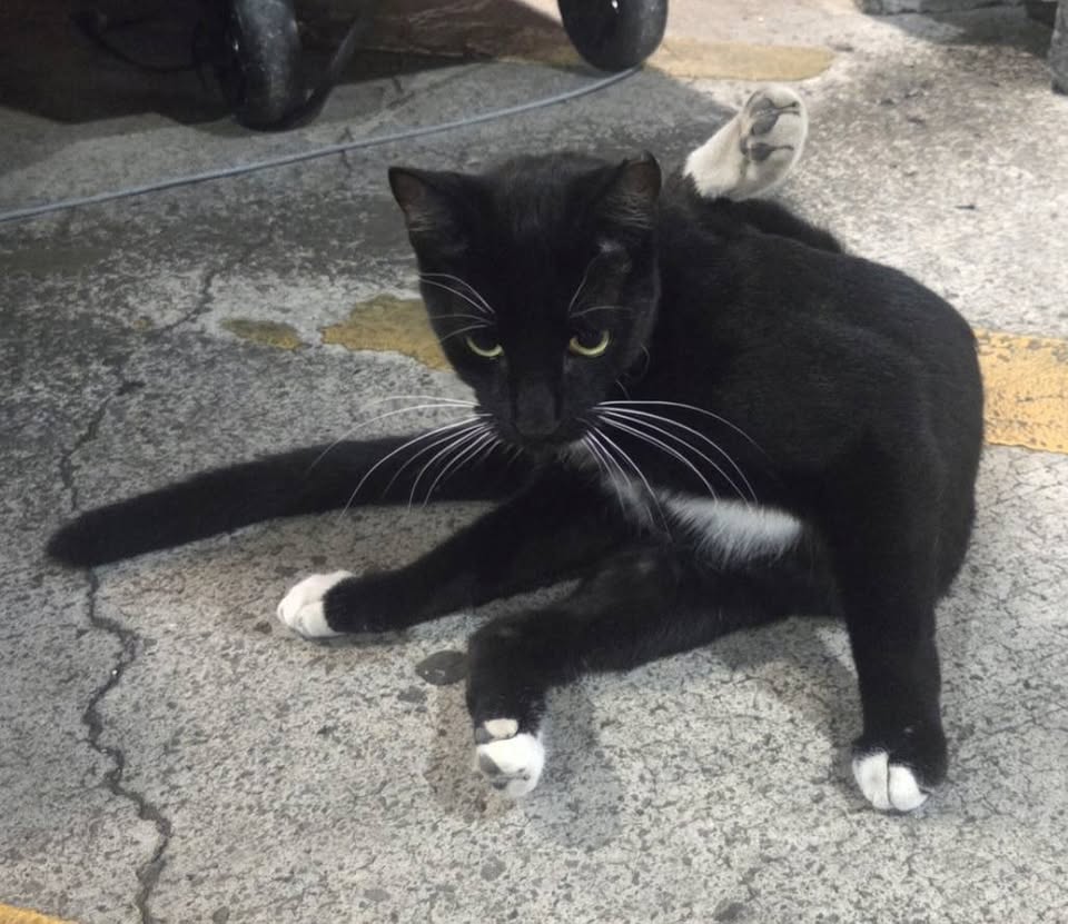 FOUND PET - Unknown | Stolen Stuff Hawaii