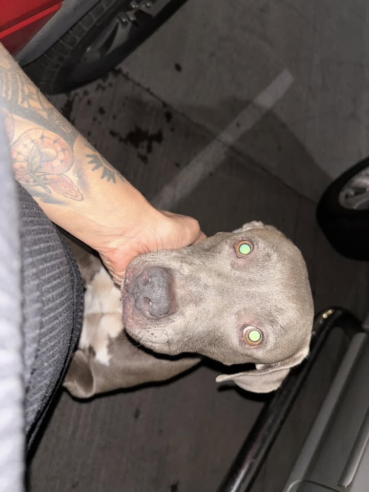 FOUND PET - Wai’anae Comprehensive, Wai’anae, Oahu | Stolen Stuff Hawaii