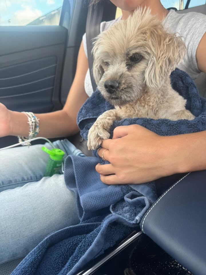 FOUND PET - Kapolei VCA, Kapolei, Oahu | Stolen Stuff Hawaii