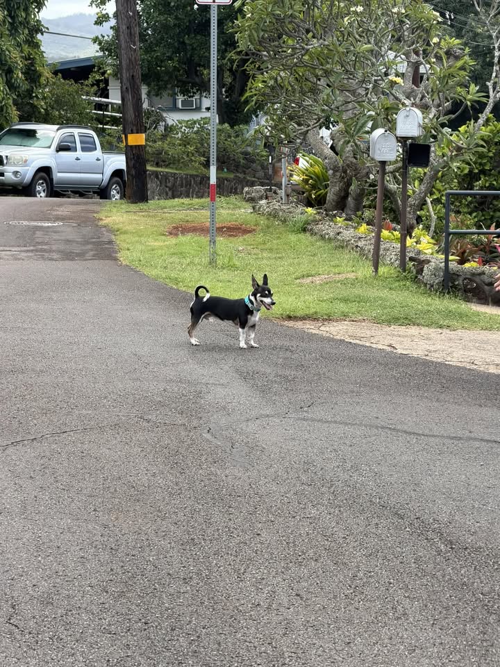 FOUND PET - Unknown | Stolen Stuff Hawaii
