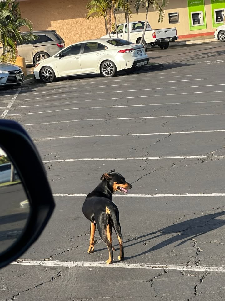 FOUND PET - Waipahu, Oahu | Stolen Stuff Hawaii