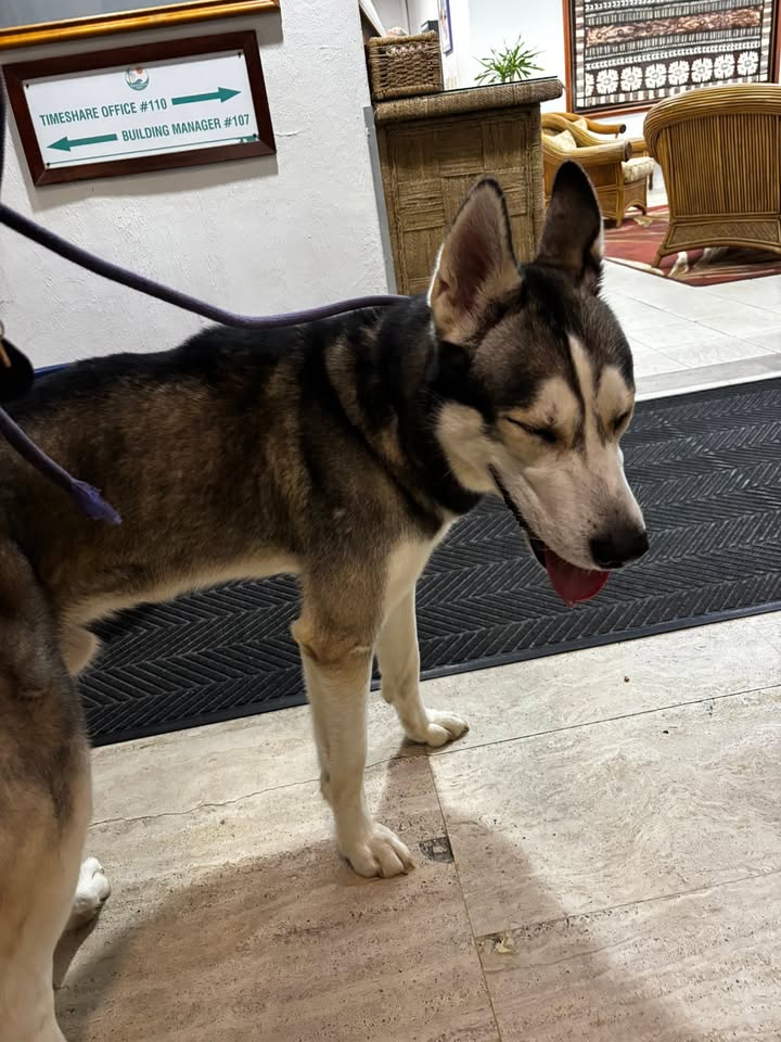 FOUND PET - Makaha | Stolen Stuff Hawaii
