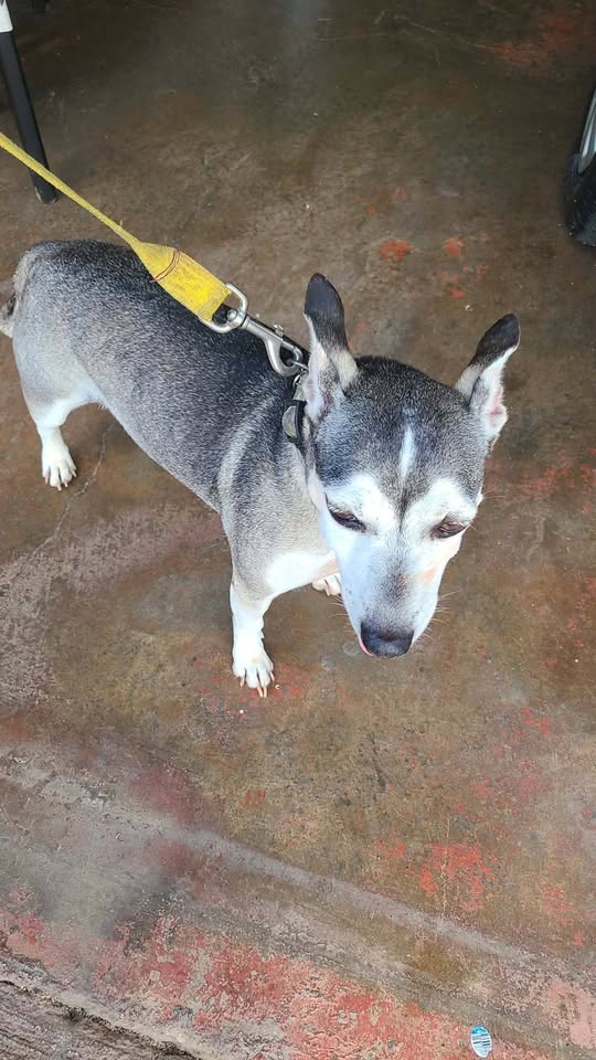 FOUND PET - Village Park, Waipahu, Oahu | Stolen Stuff Hawaii