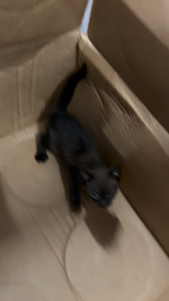 FOUND PET - Unknown | Stolen Stuff Hawaii