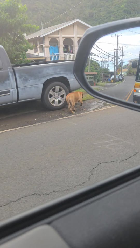 ANIMAL SIGHTING - Kalihi Valley, Likelike Highway, Honolulu | Stolen Stuff Hawaii