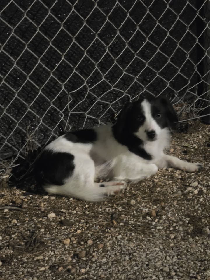 FOUND PET - Kalaeloa | Stolen Stuff Hawaii