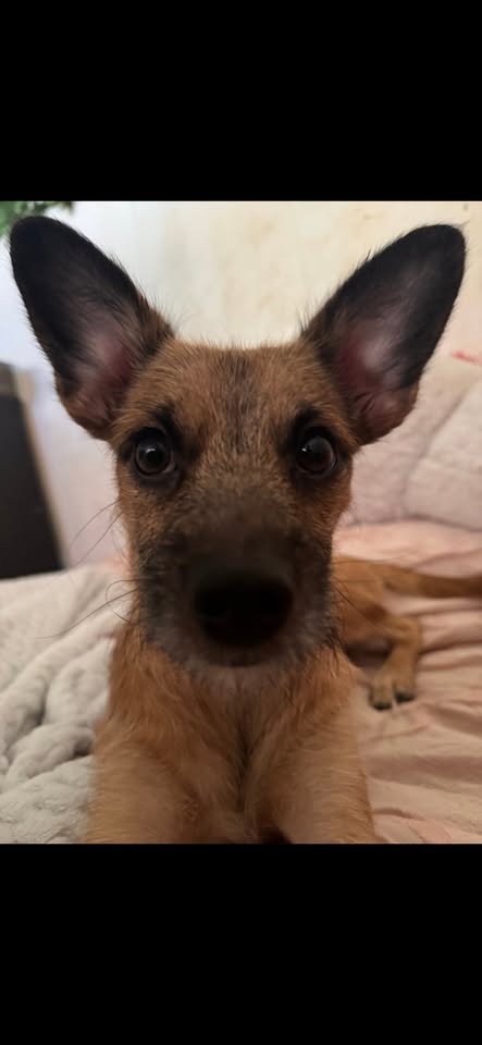 LOST PET - Hiahia Loop, Waipahu | Stolen Stuff Hawaii