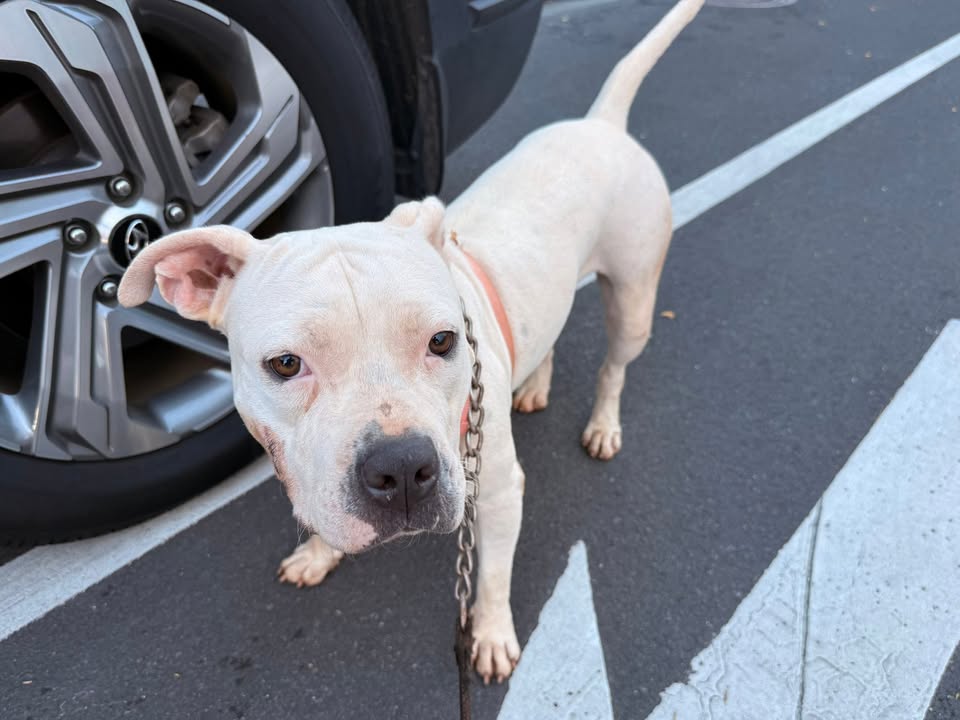 FOUND PET - Pohukaina Street, Kakaako, Honolulu | Stolen Stuff Hawaii